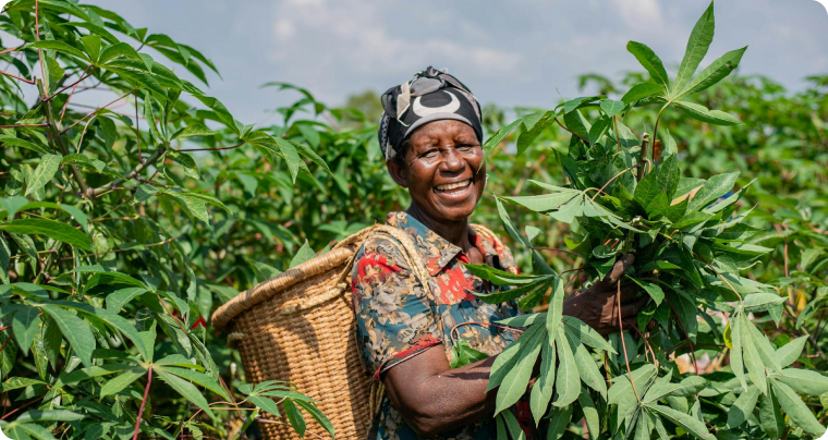 cassava-farm